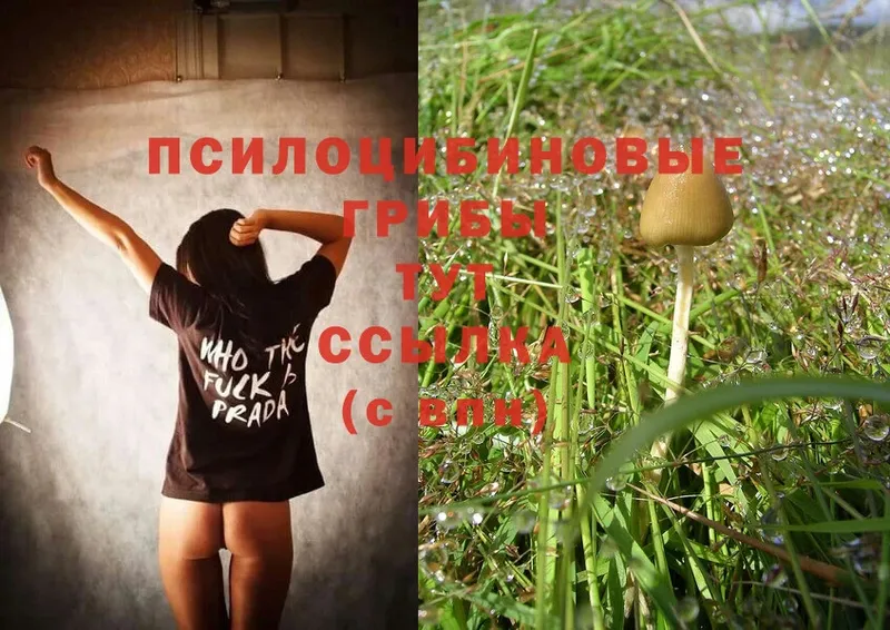 Псилоцибиновые грибы MAGIC MUSHROOMS  Вятские Поляны 